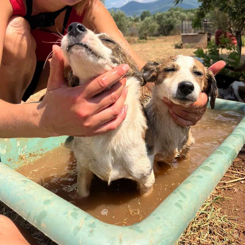 Dois adoráveis filhotes de cachorro estão sendo banhados em uma banheira com água lamacenta ao ar livre. Eles parecem relaxados e contentes enquanto mãos carinhosas os esfregam gentilmente.