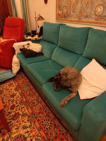 Un salon chaleureux est aménagé avec un canapé bleu sarcelle sur lequel dorment deux chiens, un fauteuil rouge, un tapis richement décoré, une carte du monde accrochée au mur et une lampe.