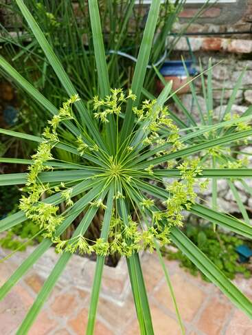 Gros plan sur une plante verte aux couleurs vives, en forme d'étoile, dont les longues feuilles fines rayonnent vers l'extérieur et où de petites fleurs jaune-vert forment un motif circulaire au centre.