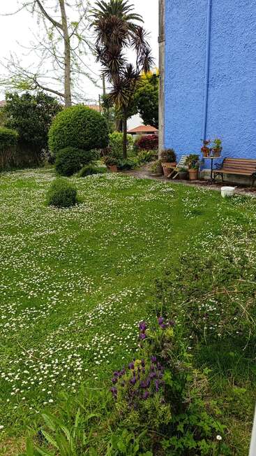 Um jardim verdejante com margaridas brancas espalhadas, vários arbustos, palmeiras, uma parede de um azul intenso, vasos de flores, um banco de madeira e lavanda em flor.