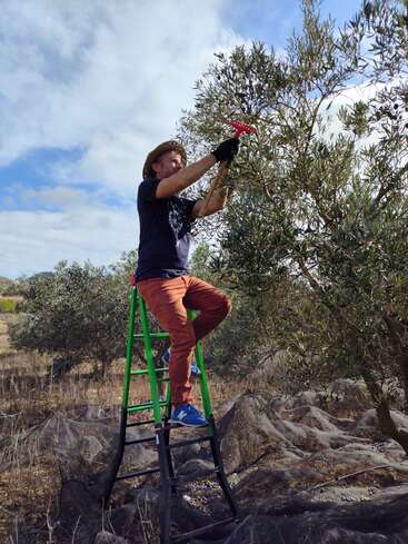 Un homme se tient debout sur une échelle verte, coiffé d'un chapeau et ganté, récoltant des olives à l'aide d'un outil sous un ciel partiellement nuageux.