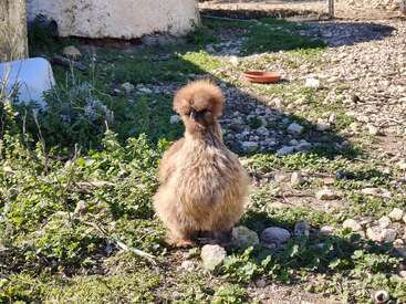 Un pollo marrón y esponjoso está solo en un terreno rocoso, de espaldas. La luz del sol ilumina sus suaves plumas, y algunas plantas verdes crecen entre las piedras.
