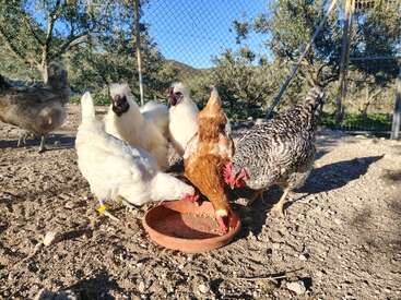 Un grupo de pollos de diversas razas picotean y comen de un plato redondo colocado en el suelo dentro de un recinto exterior vallado en un día soleado.