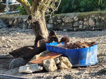 Tres patos de color oscuro están reunidos al aire libre. Uno se está bañando en una cubeta de plástico azul, mientras que los otros dos descansan cerca, bajo un árbol, rodeados de rocas.