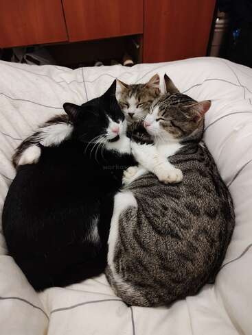 Tres adorables gatos se acurrucan juntos en una acogedora manta blanca, con los ojos cerrados, luciendo tranquilos y cómodos mientras disfrutan de una siesta en grupo en un espacio seguro.