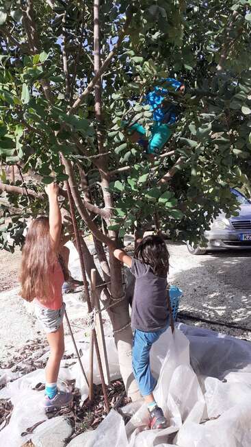The image depicts two children climbing a tree, with one child wearing a blue shirt and the other a gray shirt, both reaching for leaves.