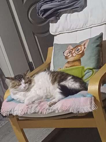 Un chat en peluche dort paisiblement sur une chaise en bois recouverte d'une couverture rose et bleue, à côté d'un oreiller représentant un chat de dessin animé portant des lunettes.