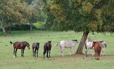 The image depicts a group of six horses standing in a grassy field, with trees in the background, showcasing their diverse coat colors and unique features.
