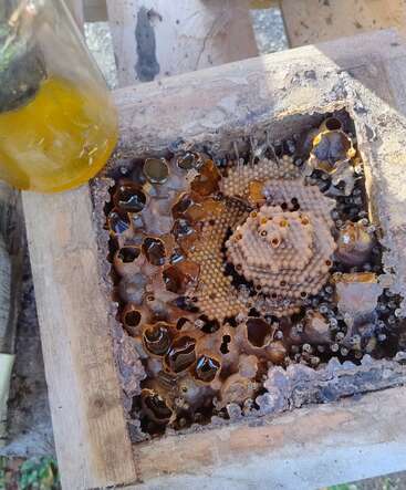 This image shows a wooden box containing a stingless bee hive, featuring honey pots, brood cells, and a jar of harvested honey sitting nearby.