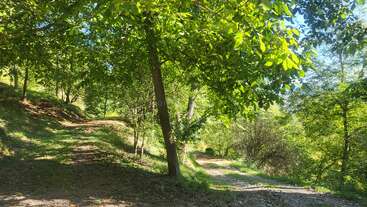 A sunlit forest scene with lush green trees and two diverging dirt paths. Dappled sunlight covers the trails, creating a peaceful, inviting atmosphere for exploration.