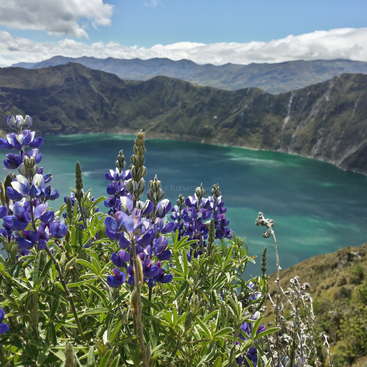 The image depicts a serene landscape featuring a lake, mountains, and vibrant purple flowers, set against a blue sky with white clouds.