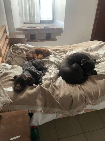 Três cachorros estão descansando confortavelmente numa cama aconchegante e desarrumada, debaixo de uma janela, num quarto com iluminação suave. A cena transmite uma sensação de paz, aconchego e familiaridade.
