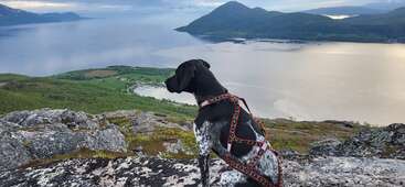 Ein Hund steht an einem felsigen Strand und schaut auf den Ozean. Der Hund ist weiß mit einer schwarzen Nase und steht an einem felsigen Strand mit dem Meer im Hintergrund.