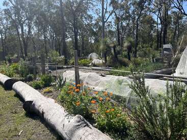 Eine sonnenbeschienene Gartenszene mit erhöhten Gemüsebeeten, Schutznetzen, leuchtend orangefarbenen Blumen und Baumstämmen. Umgeben von hohen Bäumen, sieht es üppig und friedlich aus.