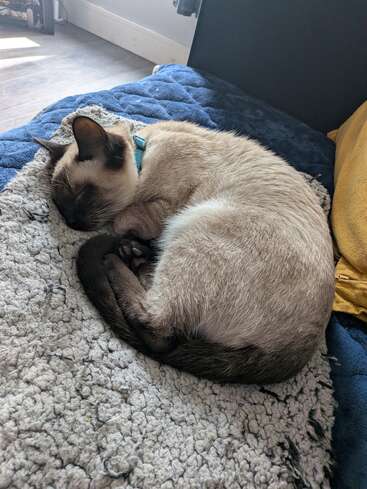 A Siamese cat with a teal collar is curled up, peacefully sleeping on a cozy blanket, basking in comfort and warmth on a soft couch.