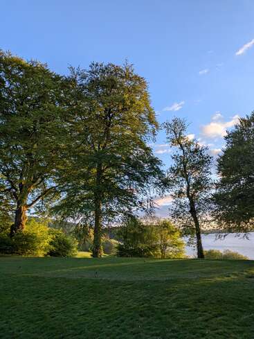 Tall green trees stand on a grassy lawn, bathed in sunlight. Blue sky above, with a calm lake or river visible in the background. Peaceful nature.