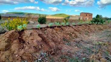 Des rangées de petits arbustes fraîchement plantés bordent un monticule de terre dans un paysage rural, avec des collines lointaines, de la végétation éparse et un vieux bâtiment en briques sous les nuages.