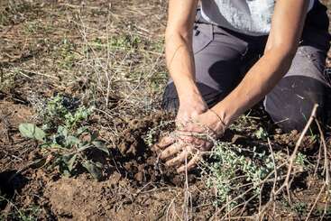 Une personne est agenouillée sur le sol, plantant ou s'occupant d'une petite plante verte. La scène évoque le jardinage, la nature, les soins et la gestion de l'environnement en plein air.