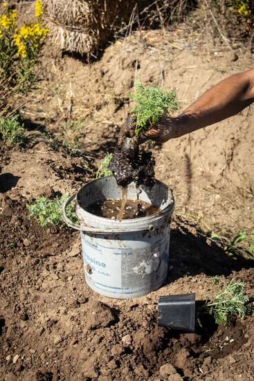 La main boueuse d'une personne tient une plante au-dessus d'un seau d'eau, se préparant à la planter dans un jardin à la terre brune et au feuillage vert tout proche.