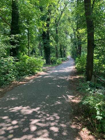 Das Bild zeigt einen ruhigen, gepflasterten Weg, der sich durch einen üppigen Wald schlängelt, flankiert von leuchtend grünen Bäumen und Sträuchern, durch deren Blätter das Sonnenlicht hindurchscheint.