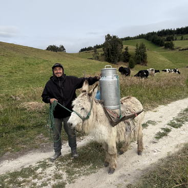 Un hombre sonríe junto a un burro que lleva una gran lata de leche. Están en un camino de tierra en un campo verde y rural con vacas pastando.