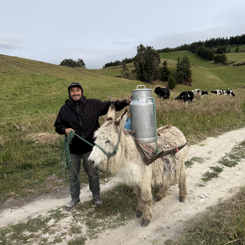 A man stands smiling next to a donkey carrying a large milk can. They are on a dirt path in a green, rural countryside with grazing cows.