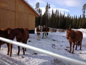 La imagen representa una serena escena invernal con cuatro caballos marrones en un campo nevado, con un granero de madera y una valla metálica en primer plano.