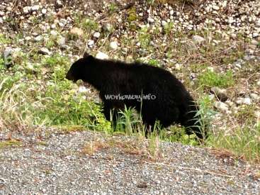 La imagen muestra un oso negro de pie en un camino de grava, rodeado de hierba y rocas, con una marca de agua en la que se lee "workawayinfo" en el centro.