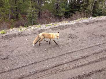 La imagen muestra a un zorro rojo atravesando un camino de tierra, con el telón de fondo de una zona boscosa. El zorro está situado en el centro del encuadre.