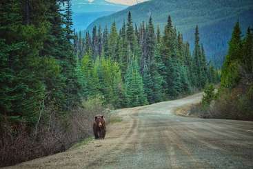 Se ve a un oso pardo caminando por una carretera, con una masa de agua al fondo y una zona boscosa a lo lejos, con un cielo despejado encima.