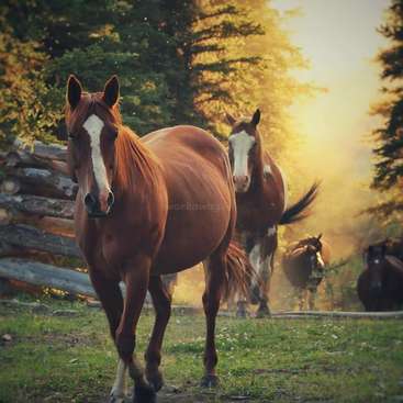 La imagen muestra dos caballos marrones con marcas blancas en la cara, caminando hacia la cámara en un campo cubierto de hierba, rodeado de árboles y una valla de madera.