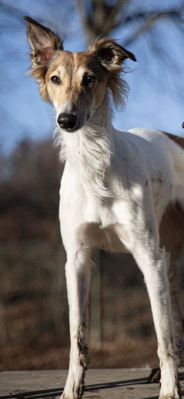 A slender, elegant dog with long legs and a narrow face stands alert outdoors under clear blue sky, ears perked, fur blowing gently in the breeze.