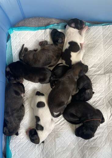 Eight adorable newborn puppies, some white with black spots and others all dark, snuggled together on a white pad inside a cozy blue-walled enclosure.