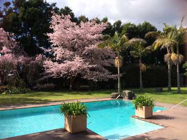 La imagen representa un sereno patio trasero con piscina, palmeras y árboles en flor, que evoca una sensación de relajación y tranquilidad.