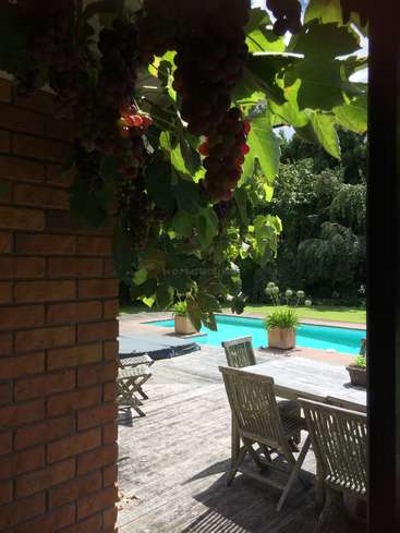 La imagen muestra un sereno jardín con piscina, terraza de madera y un muro de ladrillo adornado con exuberante vegetación y uvas rojas.