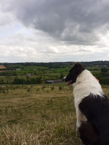 A imagem mostra um cachorro preto e branco em um campo, olhando para uma paisagem rural com colinas, árvores e edifícios sob um céu nublado.