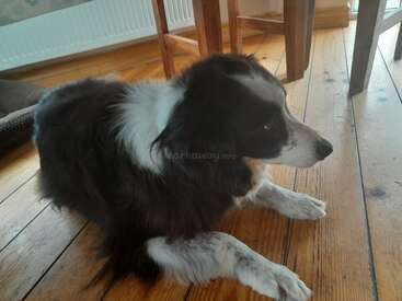 A imagem apresenta um cachorro preto e branco deitado em um piso de madeira, com uma cadeira e um radiador visíveis ao fundo. O cachorro é o foco principal da imagem.