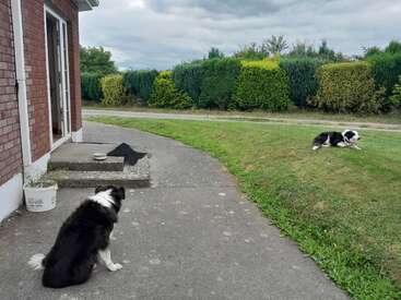 A imagem mostra dois cães em preto e branco sentados em um pátio de concreto e em um quintal gramado, com uma casa e um céu nublado ao fundo.
