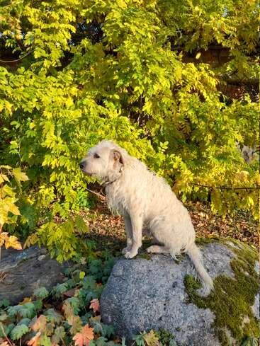 Ein schmuddeliger, heller Hund sitzt an einem friedlichen Herbsttag ruhig auf einem moosbewachsenen Felsen, umgeben von üppig grünem Laub und gesprenkeltem Sonnenlicht.
