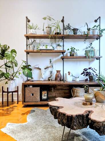 Esta imagen muestra un elegante salón con estanterías de madera repletas de plantas en macetas, una mesa de centro rústica hecha con un trozo de tronco, paredes claras y detalles decorativos naturales. Ambiente acogedor.