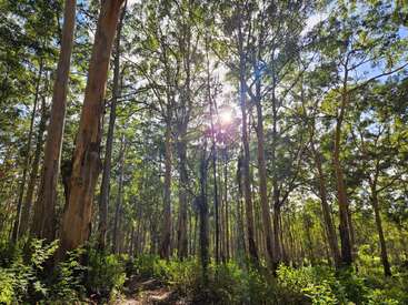 La luz del sol se filtra a través de los altos y frondosos árboles de un denso bosque. El verde follaje cubre el suelo del bosque, creando una atmósfera serena y apacible con belleza natural y tranquilidad.