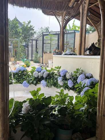 Une scène de jardin paisible avec des hortensias bleus en fleurs, des structures en bambou, un toit de chaume, des plantes en pot, une serre et un chien qui se prélasse sur la terrasse.