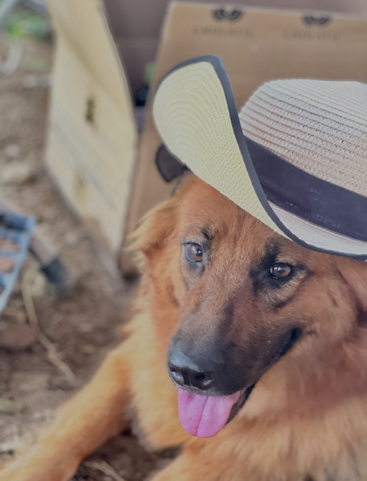 Un chien brun heureux porte un chapeau de couleur claire et se détend en tirant la langue. Des boîtes en carton et de la terre sont visibles à l'arrière-plan, ce qui donne un aspect ludique à la scène.