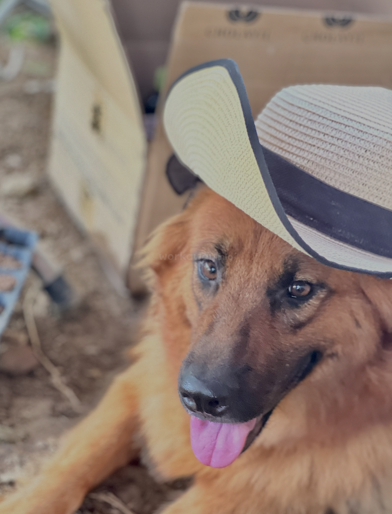 Un chien brun heureux porte un chapeau de couleur claire et se détend en tirant la langue. Des boîtes en carton et de la terre sont visibles à l'arrière-plan, ce qui donne un aspect ludique à la scène.