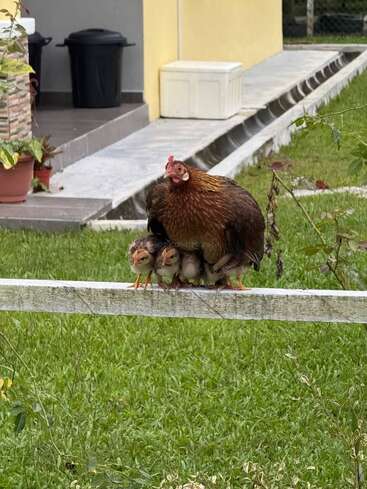 Uma galinha está empoleirada protetoramente em uma grade de madeira, abraçando vários pintinhos fofos embaixo dela. A grama verde e uma casa são visíveis ao fundo.