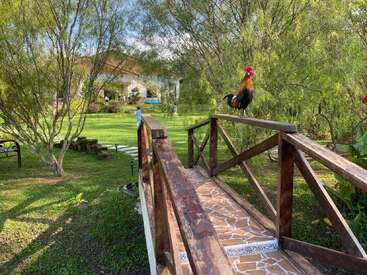 Das Bild zeigt eine ruhige Hinterhofszene mit einem Hahn, der auf einer Holzbrücke sitzt, umgeben von üppigem Grün und einem Haus im Hintergrund.
