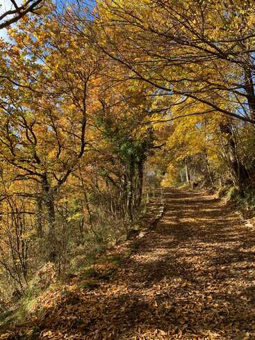 Um caminho de floresta iluminado pelo sol está coberto de folhas de outono caídas. A folhagem dourada das árvores cria um dossel vibrante. As sombras e a luz do sol dançam na trilha tranquila.