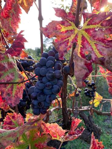 Uvas roxas escuras estão penduradas em um cacho em uma videira, cercadas por folhas de outono vermelhas e amarelas vibrantes, com a luz do sol passando suavemente por elas.