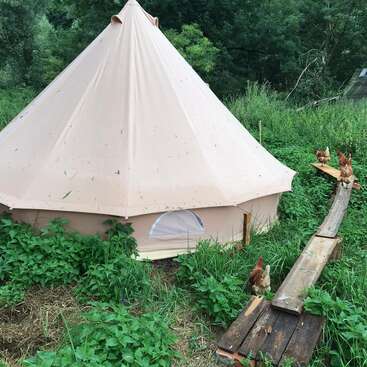 The image depicts a beige yurt with a pointed roof, surrounded by lush greenery and a wooden ramp, where chickens are seen walking up and down the ramp.