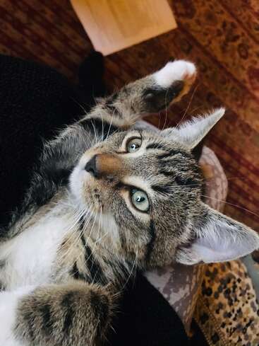 Das Bild zeigt eine getigerte Katze mit auffallend grünen Augen und weißem Fell an Brust und Pfoten, die aus einer sitzenden Position nach oben in die Kamera blickt.